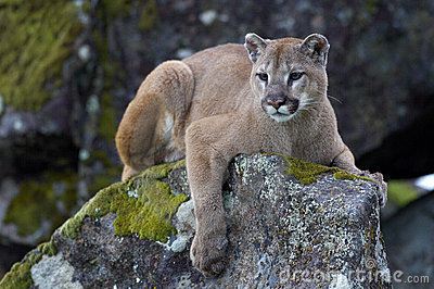 Survive A Wild Animal Encounter Image